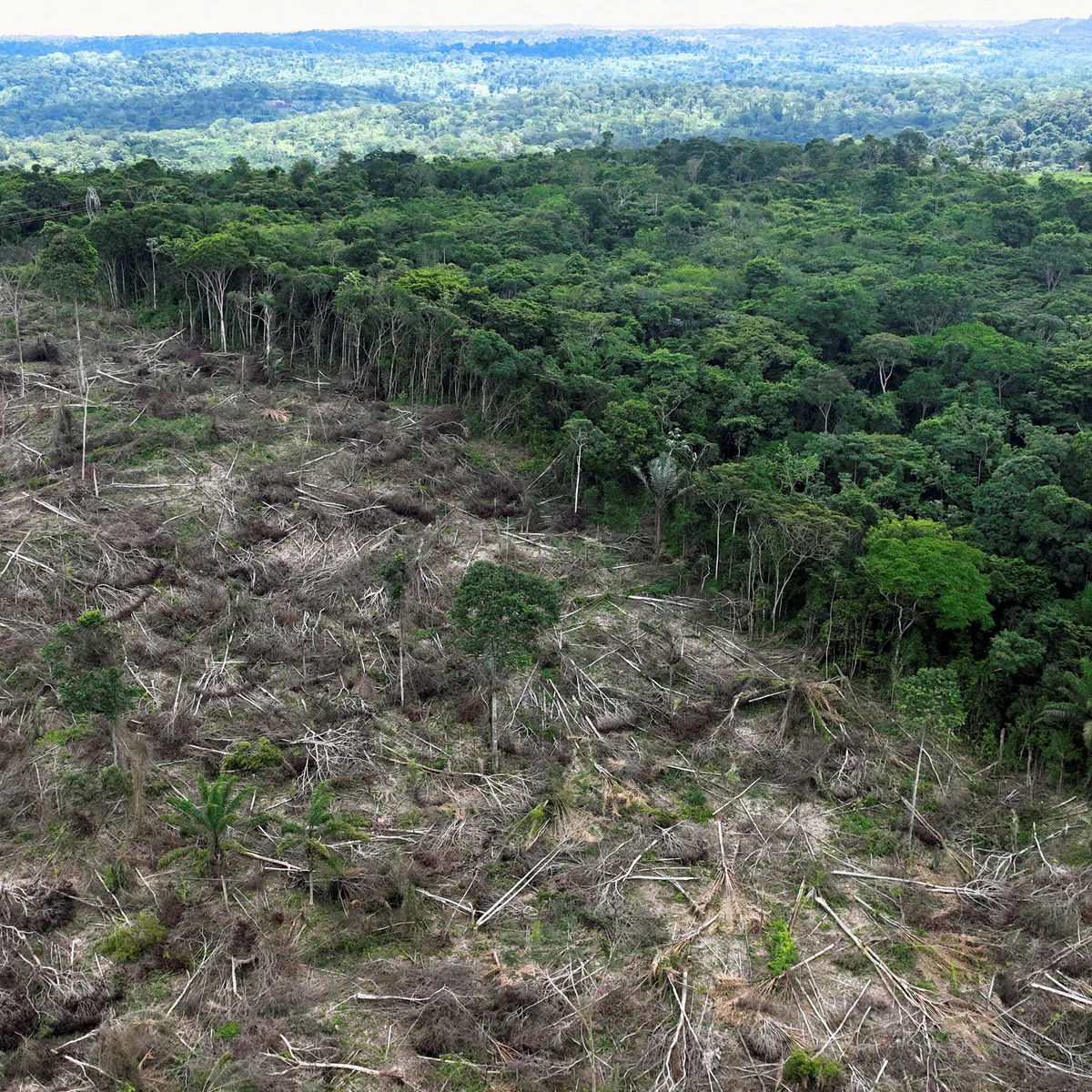 Rainforest conservation